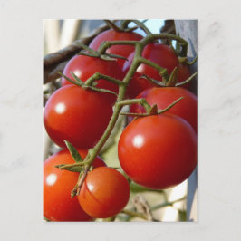 Tomaten Postkarte