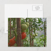 Tomaten Postkarte (Vorne/Hinten)