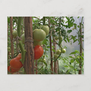 Tomaten Postkarte