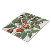 Tomaten und Melonen: amoris 1.Poma fructu luteo; 2 Fliese (Seite)