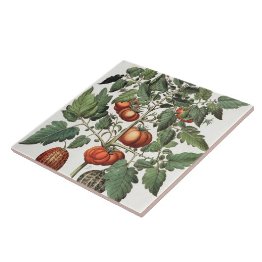 Tomaten und Melonen: amoris 1.Poma fructu luteo; 2 Fliese (Seite)