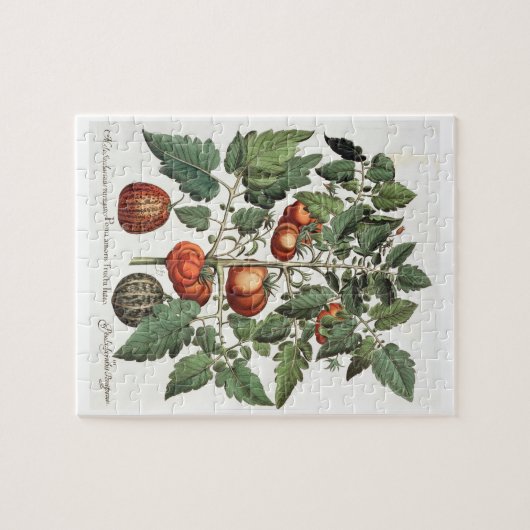 Tomaten und Melonen: amoris 1.Poma fructu luteo; 2 Puzzle (Horizontal)