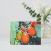 Tomaten wachsen postkarte (Stehend Vorderseite)