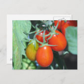 Tomaten wachsen postkarte (Vorne/Hinten)