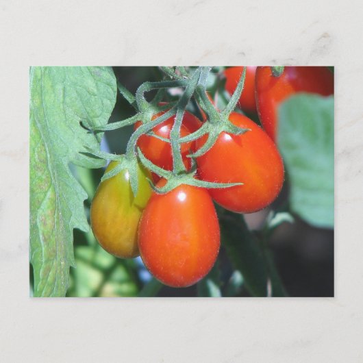 Tomaten wachsen postkarte (Vorderseite)