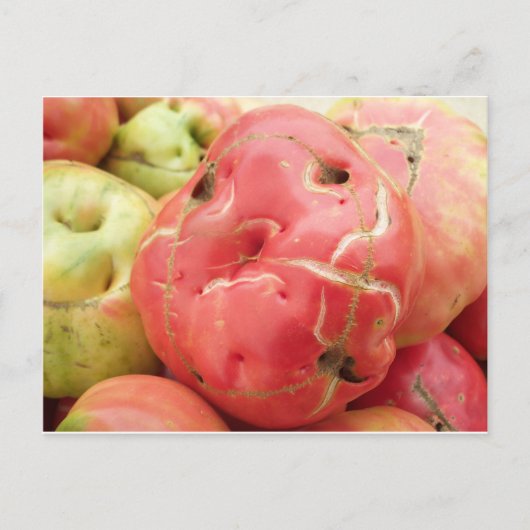 Tomatengesicht Postkarte (Vorderseite)