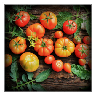 Tomatenhintergrund Poster