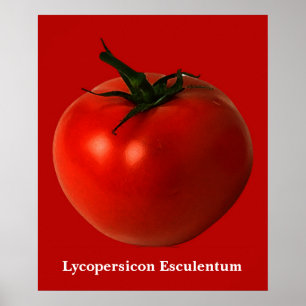 Tomatenkunstposter Poster