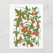 Tomatenmuster Postkarte (Vorderseite)