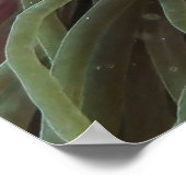 Tomatenpaare Poster (Ecke)