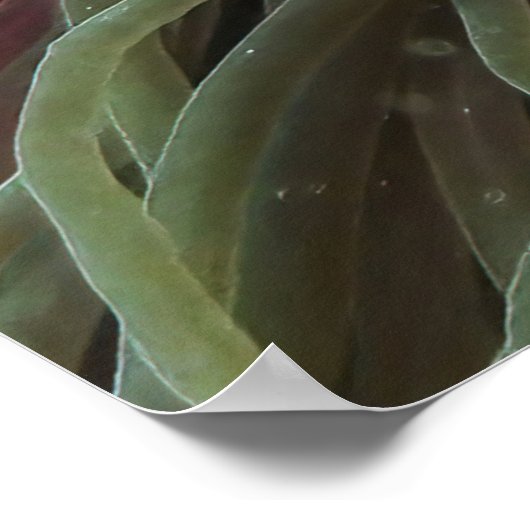 Tomatenpaare Poster (Ecke)