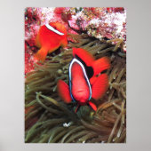 Tomatenpaare Poster (Vorne)