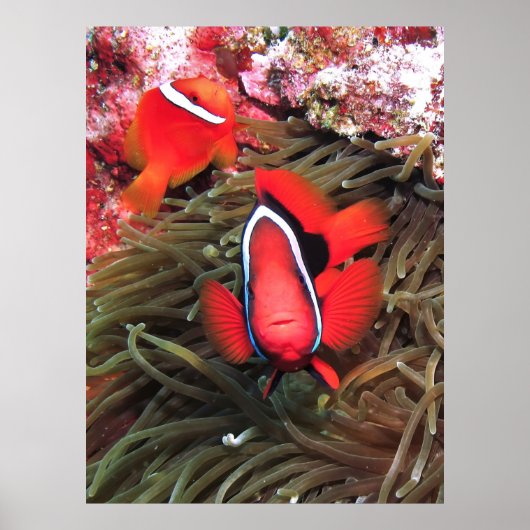 Tomatenpaare Poster (Vorne)