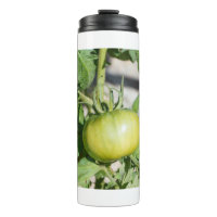 Tomatenreifung in einem Obstgarten