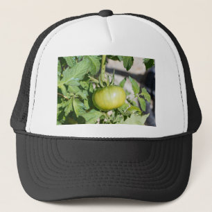 Tomatenreifung in einem Obstgarten Truckerkappe