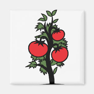Tomatensorte Pflanze Pflanzenkrankheit verdunkelt Magnet