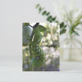 Tomatenwurm/Raupe Postkarte (Stehend Vorderseite)