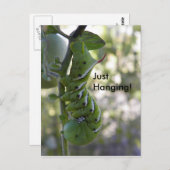Tomatenwurm/Raupe Postkarte (Vorne/Hinten)