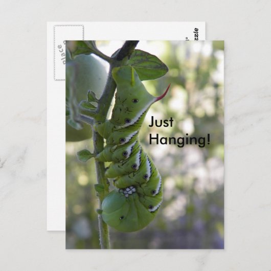 Tomatenwurm/Raupe Postkarte (Vorne/Hinten)