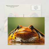 Tomato Frog Postkarte (Vorne/Hinten)