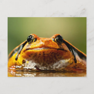 Tomato Frog Postkarte