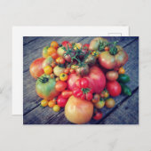 Tomato Harvest Postkarte (Vorne/Hinten)