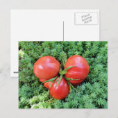 Tomato Heart Postcard Postkarte (Vorne/Hinten)