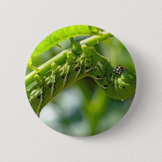Tomato Hornworm Button (Vorderseite)