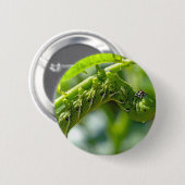 Tomato Hornworm Button (Vorne & Hinten)