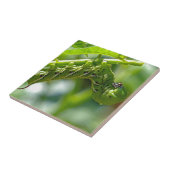 Tomato Hornworm Fliese (Seite)