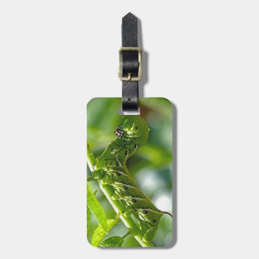 Tomato Hornworm Gepäckanhänger (Vorderseite vertikal)
