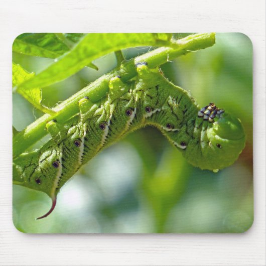 Tomato Hornworm Mousepad (Vorne)