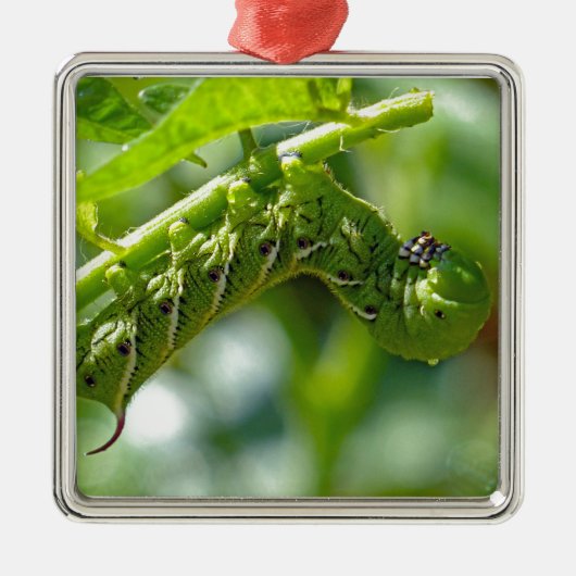 Tomato Hornworm Ornament Aus Metall (Vorne)
