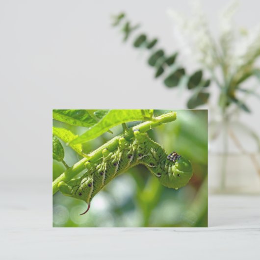 Tomato Hornworm Postkarte (Stehend Vorderseite)