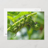 Tomato Hornworm Postkarte (Vorne/Hinten)