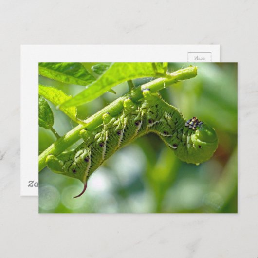 Tomato Hornworm Postkarte (Vorne/Hinten)