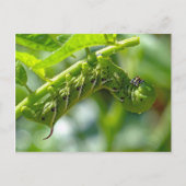 Tomato Hornworm Postkarte (Vorderseite)