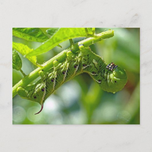 Tomato Hornworm Postkarte (Vorderseite)