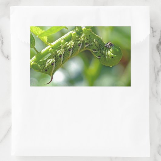 Tomato Hornworm Rechteckiger Aufkleber (Tasche)