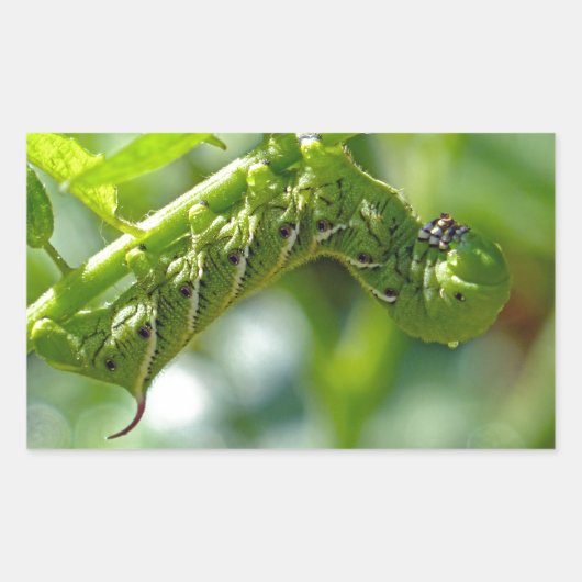 Tomato Hornworm Rechteckiger Aufkleber (Vorderseite)