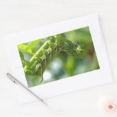 Tomato Hornworm Rechteckiger Aufkleber (Umschlag)