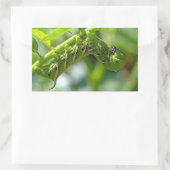 Tomato Hornworm Rechteckiger Aufkleber (Tasche)