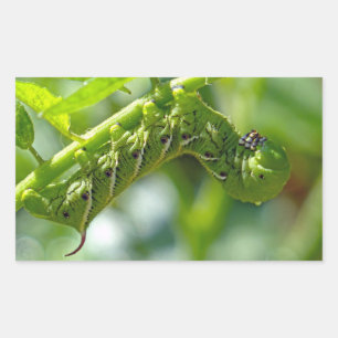 Tomato Hornworm Rechteckiger Aufkleber