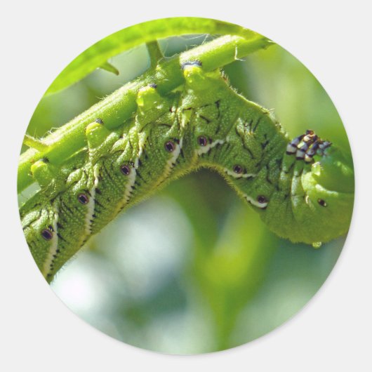 Tomato Hornworm Runder Aufkleber (Vorderseite)
