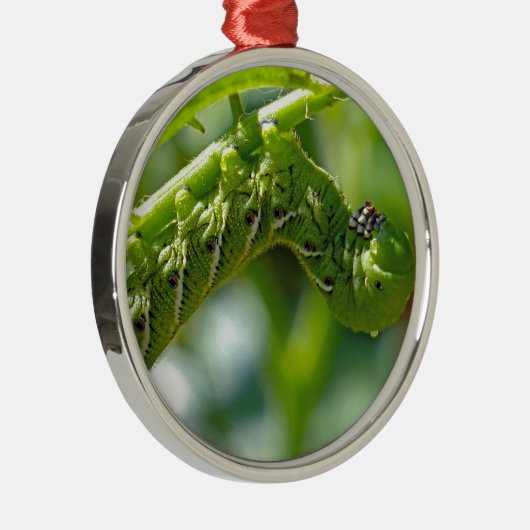 Tomato Hornworm Silbernes Ornament (Rechts)