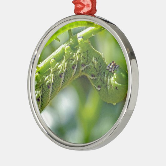 Tomato Hornworm Silbernes Ornament (Links)