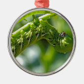 Tomato Hornworm Silbernes Ornament (Vorne)