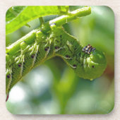 Tomato Hornworm Untersetzer (Vorderseite)