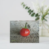 Tomato Sand Witch Postkarte (Stehend Vorderseite)