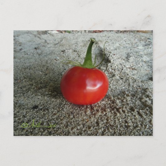 Tomato Sand Witch Postkarte (Vorderseite)